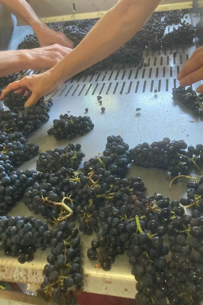 Domaine Nebout - Tri à la main des grappes de raisins noirs sur la table de tri