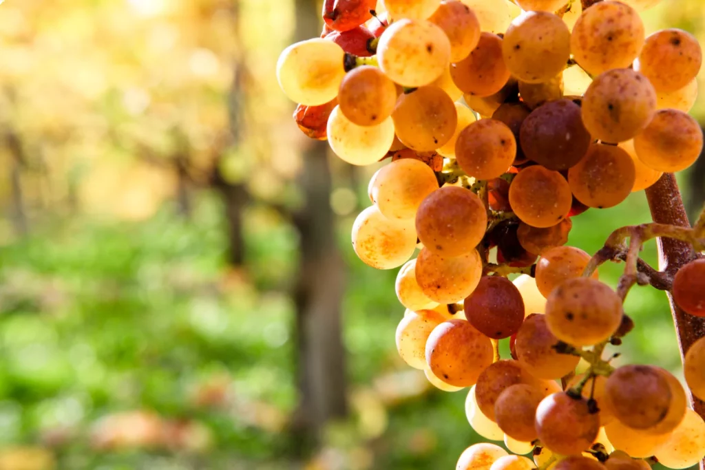 Domaine Nigri - Grappe de raisins blancs surmûris, dorés et rosés, sur la souche