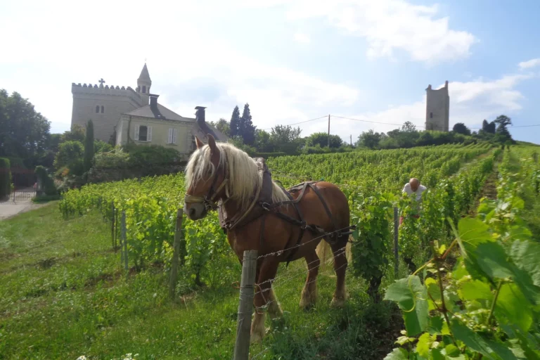 Domaine Pascal, Annick et Noé Quenard