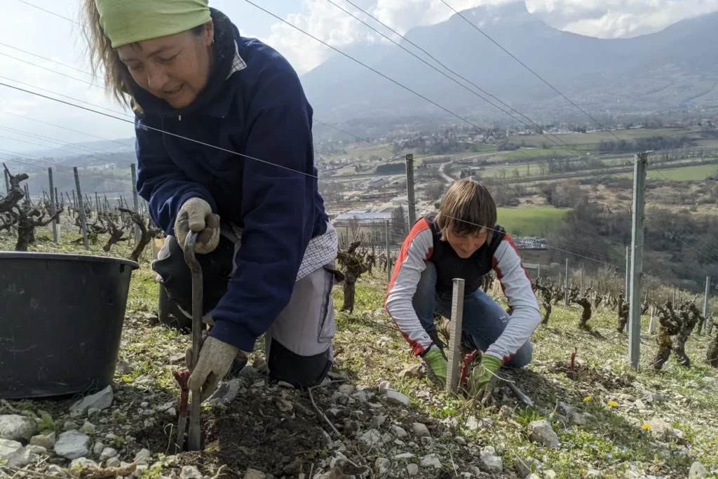 Domaine Pascal, Annick et Noé Quenard - Travail à la main au pied des ceps, la vallée en contrebas