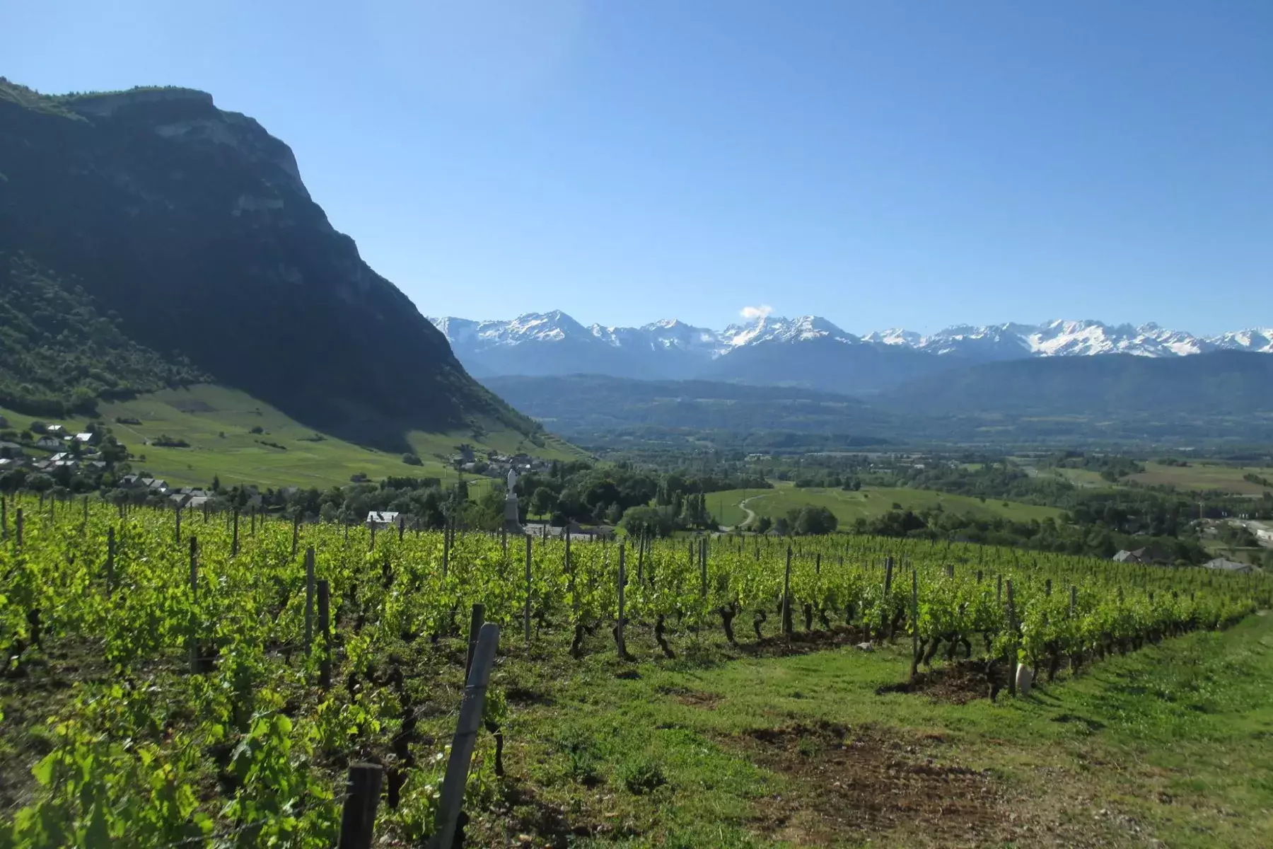 Domaine Pascal, Annick et Noé Quenard - Vignes de Chignin au printemps, face aux Alpes enneigées