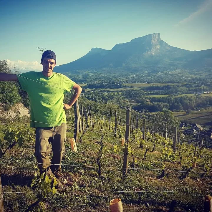 Domaine Paul Gadenne - Paul Gadenne dans une parcelle de vignes palissées