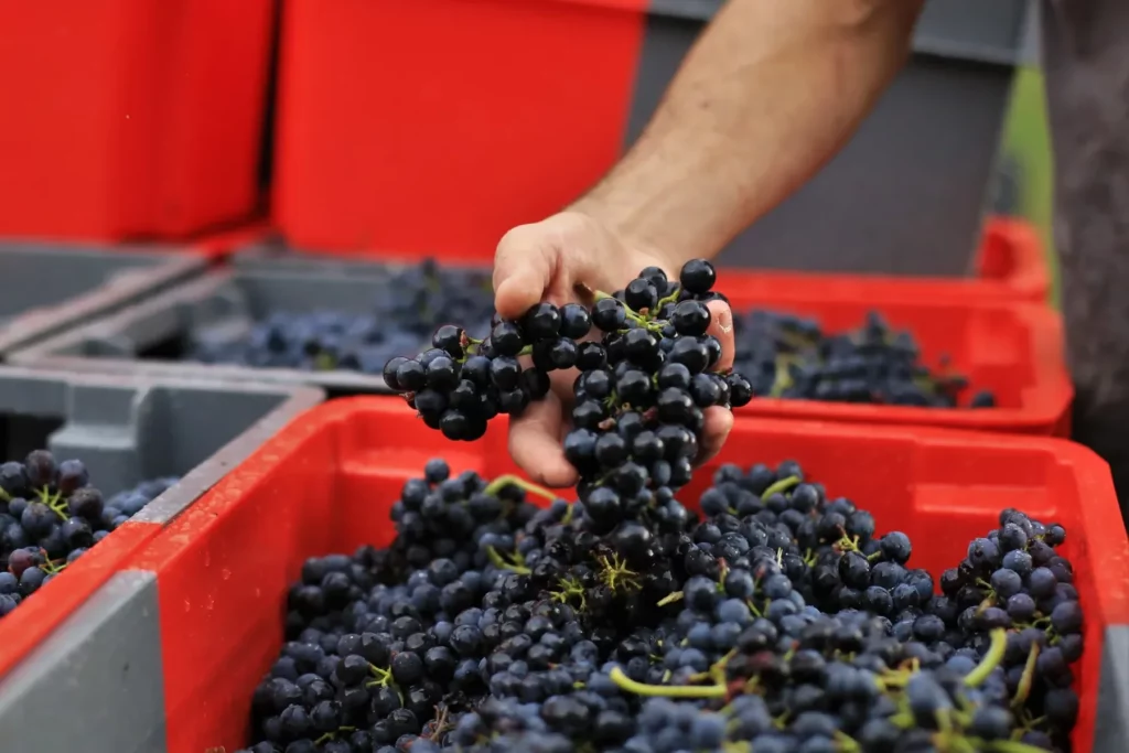 Domaine Paul Gadenne - Grappes de raisin noir vendangées à la main en caisses