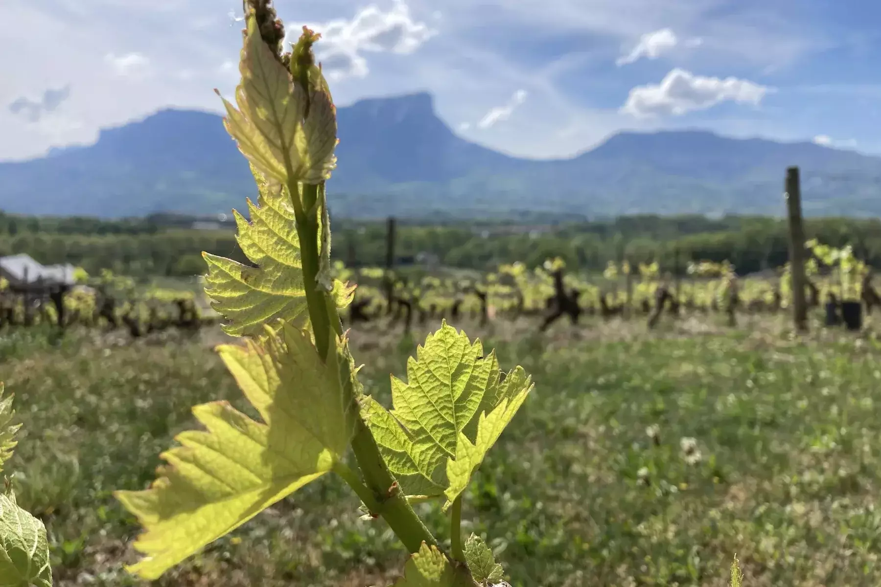 Domaine Paul Gadenne - Jeunes pousses de vigne au printemps, face aux montagnes