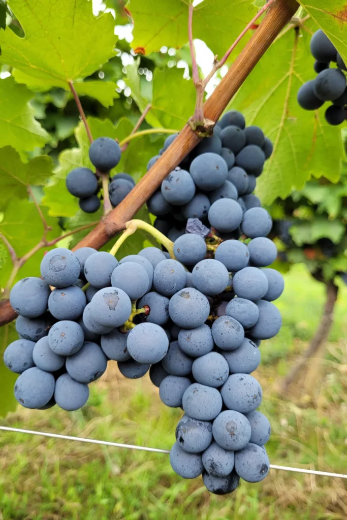 Domaine Pignier - Grappes d’enfariné, vieux cépage noir du Jura conservé en complantation