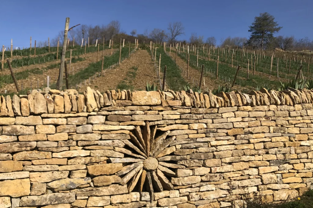 Domaine Pignier - Mur en pierre sèche restauré sous un coteau de vignes à Montaigu