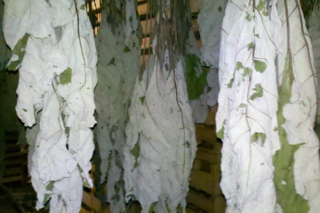 Domaine Pignier - Feuilles de bardane suspendues pour le séchage, avant les tisanes de la vigne
