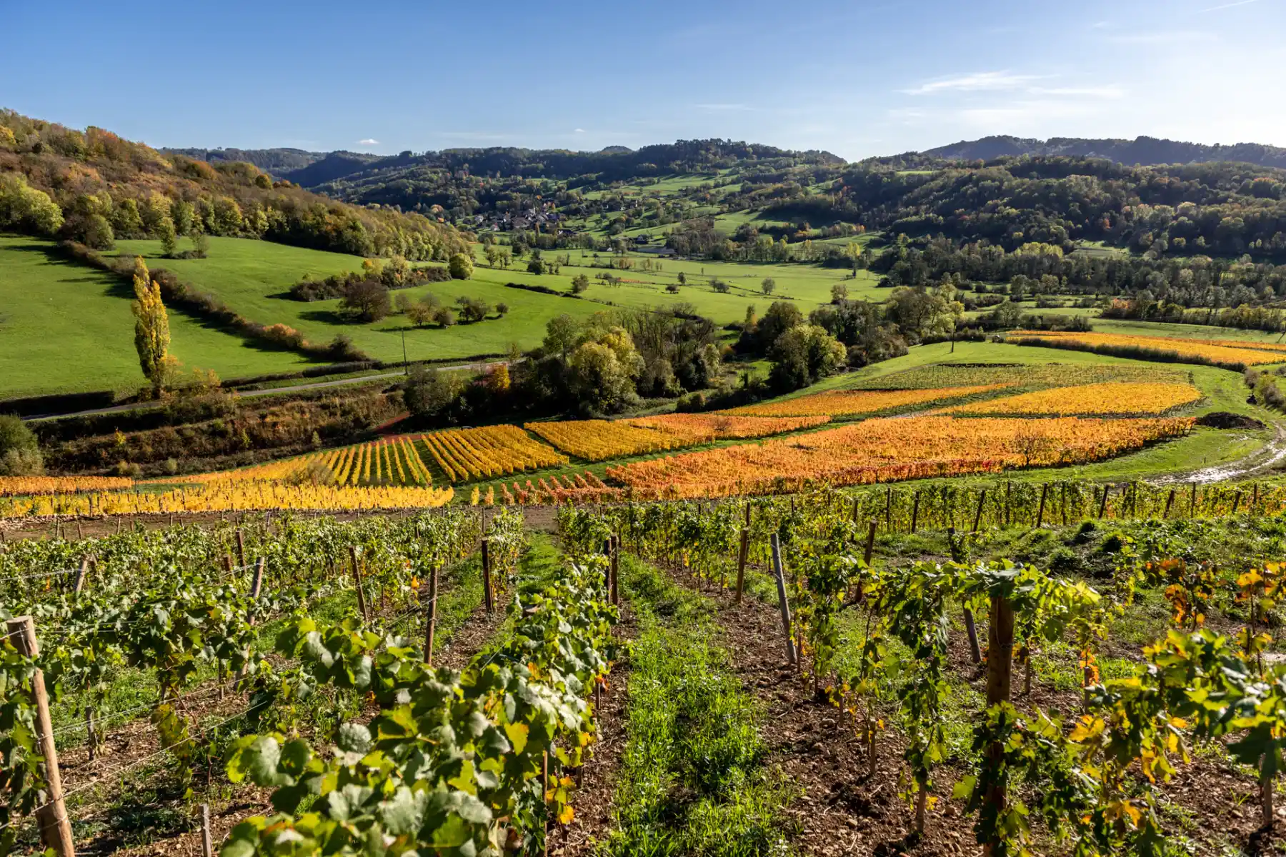 Domaine Pignier - Vignes à l’automne, face aux collines et aux prés du Jura