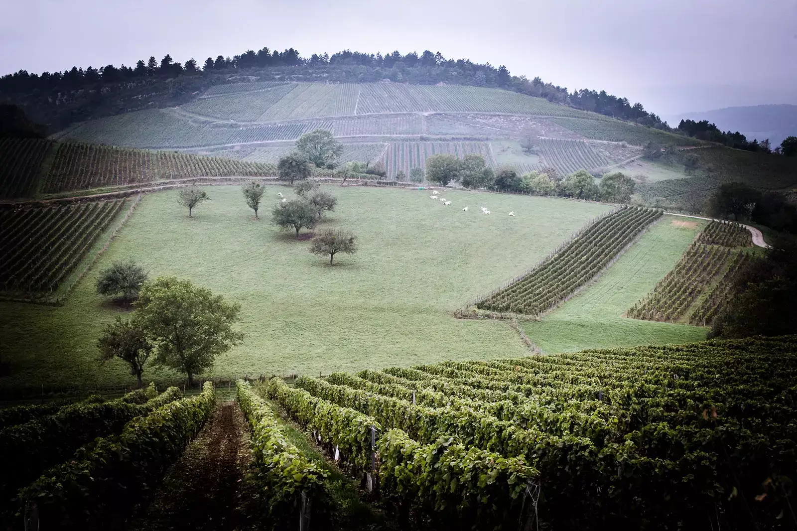 Domaine Renardat-Fache - Coteau de vignes et prés sur les contreforts du Jura