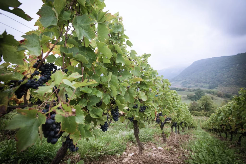 Domaine Renardat-Fache - Grappes noires sur un coteau ouvert sur la vallée