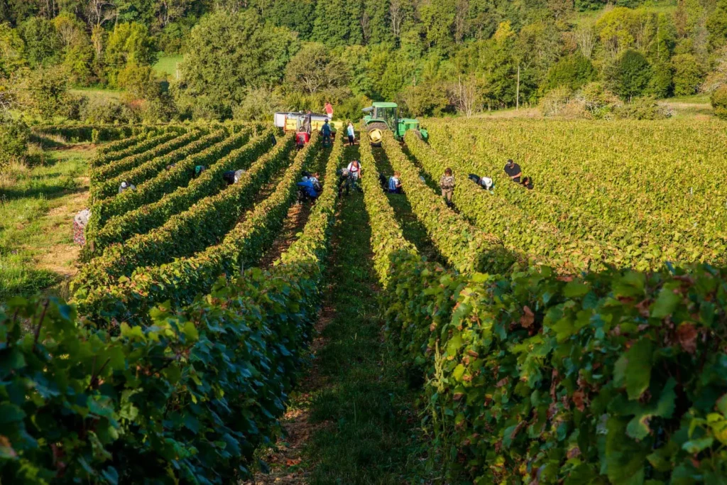 Domaine Renardat-Fache - Vendangeurs dans les rangs de vigne