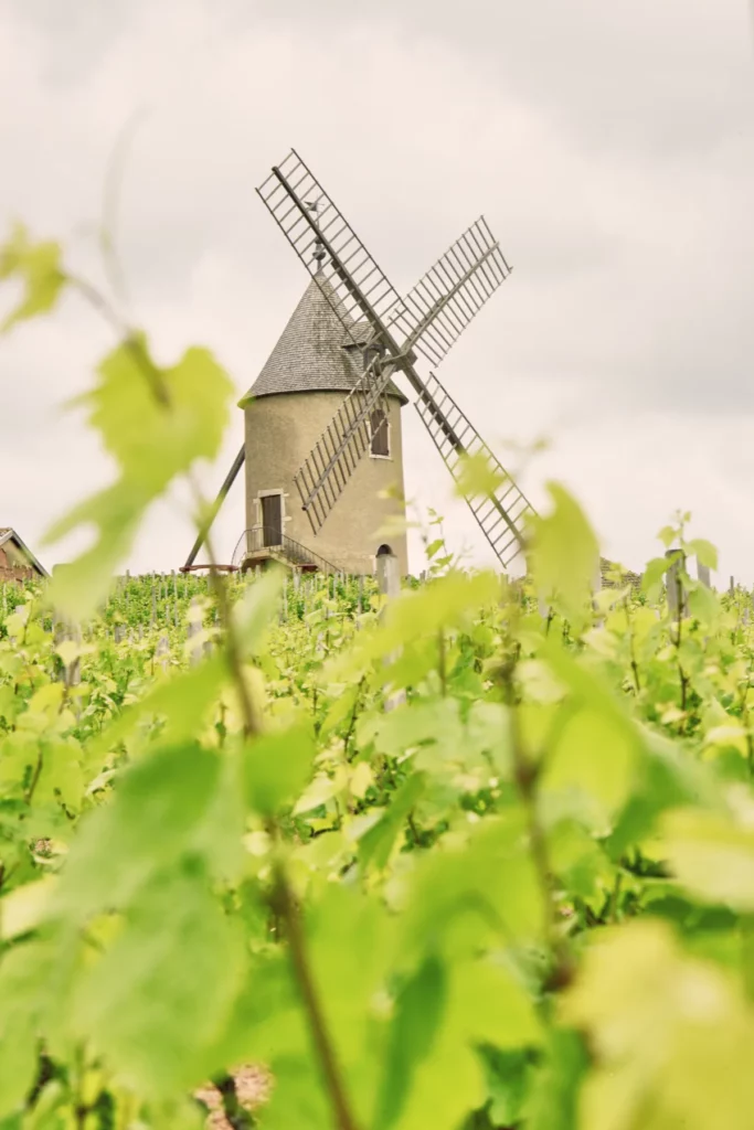 Domaine Romanesca - Le moulin de Romanèche-Thorins au-dessus des jeunes feuilles de vigne