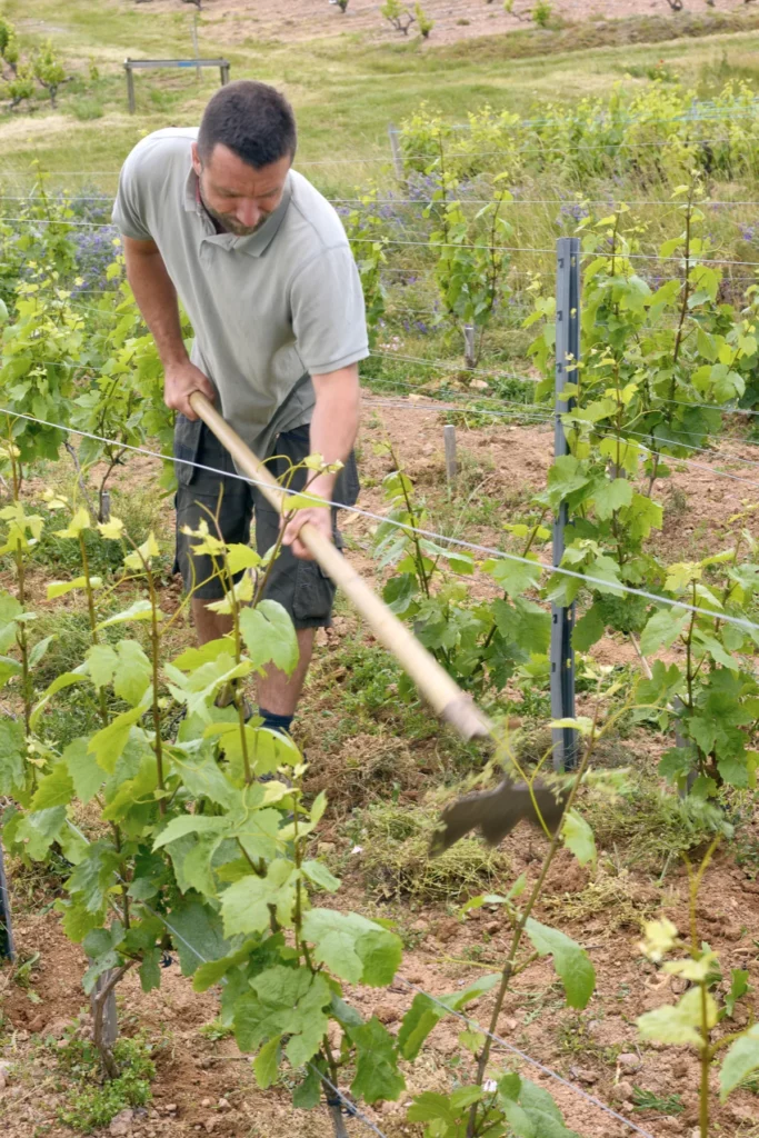 Domaine Romanesca - Piochage à la main entre les ceps