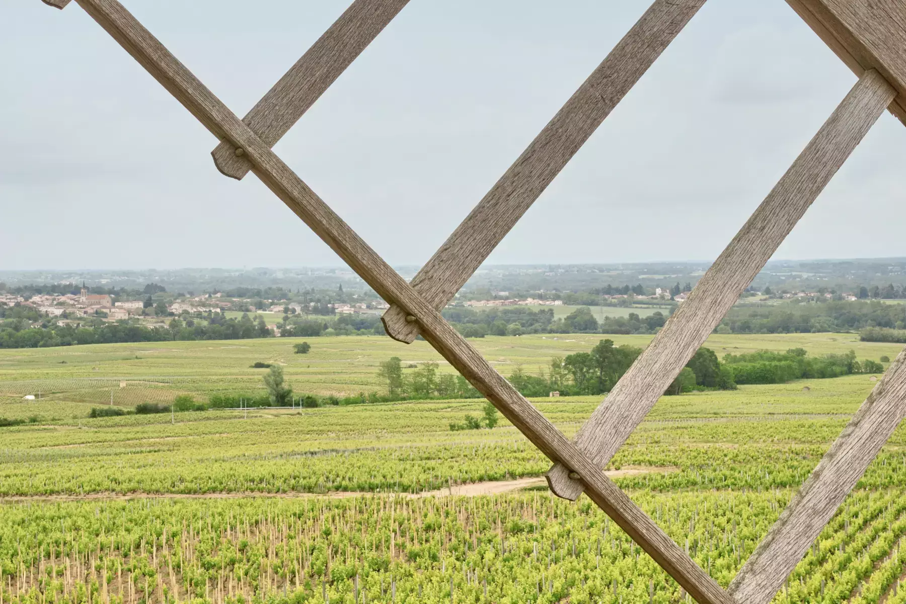 Domaine Romanesca - Les vignes du Moulin-à-Vent vues à travers une aile du moulin