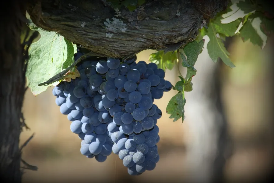 Domaine Rotier - Grappe de duras mûre sous le feuillage