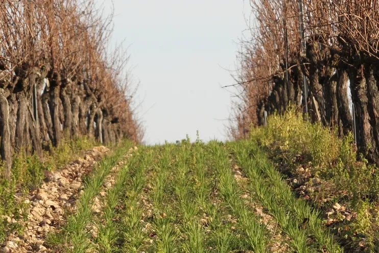 Domaine Rotier - Rang de vigne enherbé en hiver