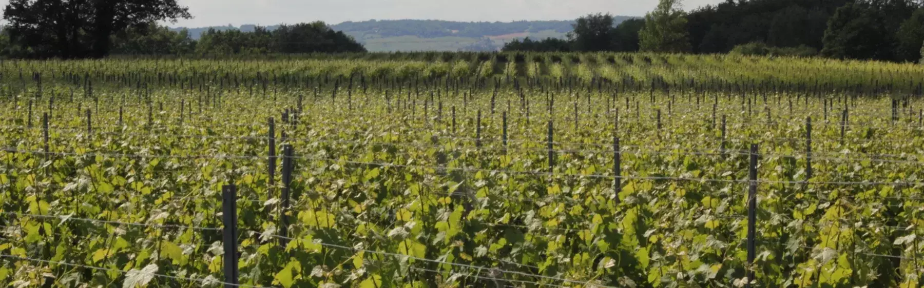 Domaine Rotier - Rangs de vigne au printemps sur les terrasses du Tarn