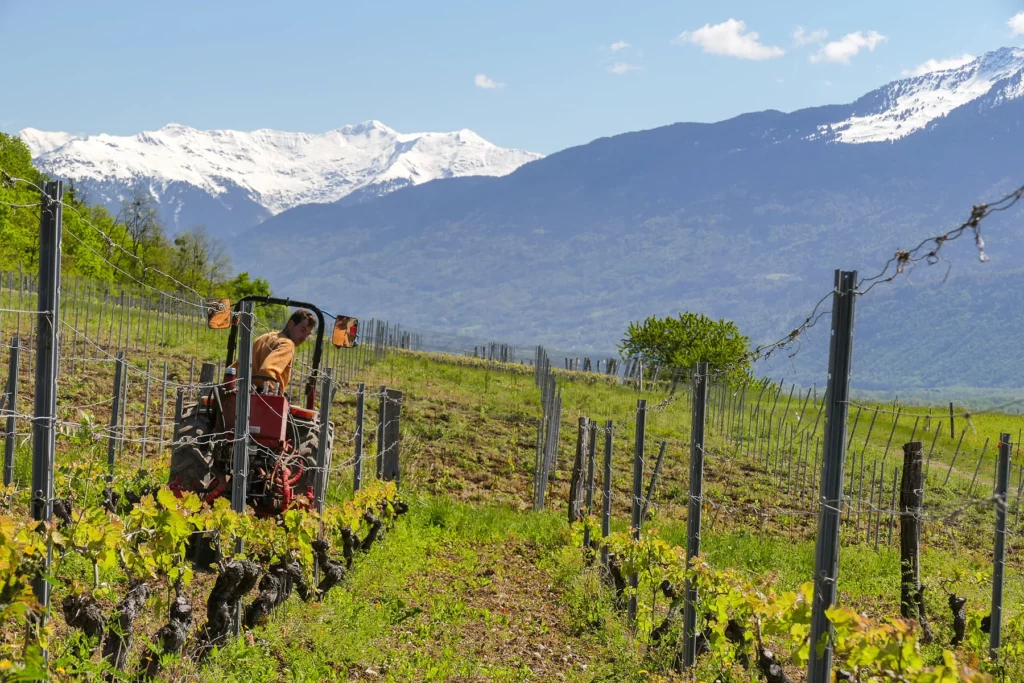Domaine Saint-Germain - Travail mécanique du sol sous le rang, au tracteur, face aux sommets enneigés