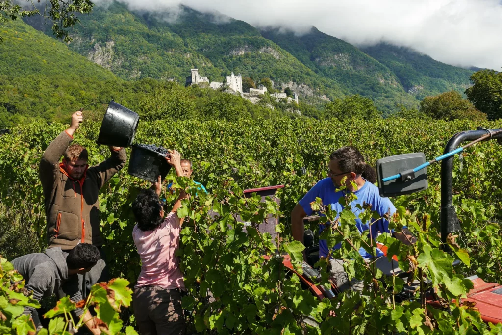 Domaine Saint-Germain - Vendanges de mondeuse à la main sous le château de Miolans