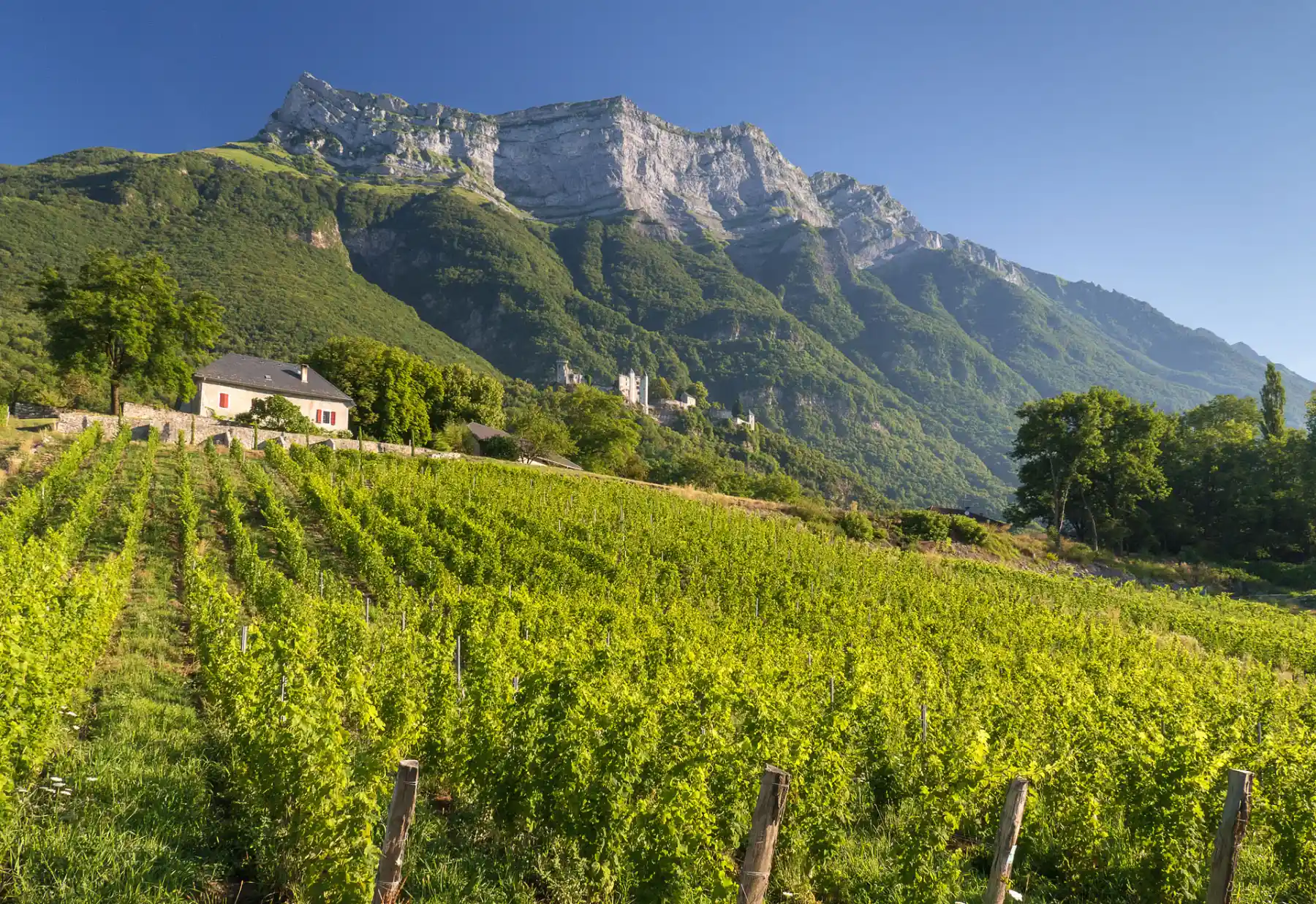 Domaine Saint-Germain - Vignes de La Perrouse en été, sous le château de Miolans et la dent d’Arclusaz