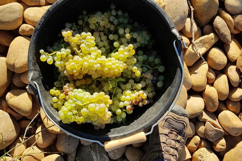 Domaine Saladin - Seau de raisins blancs posé sur les galets roulés