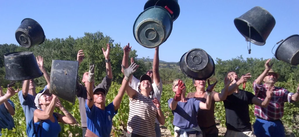 Domaine Saladin - L’équipe de vendangeurs lance ses seaux dans les vignes
