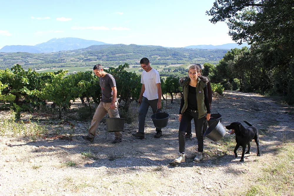 Domaine Vallot - L’équipe de vendange remonte entre les vignes, seaux à la main, un chien à leurs côtés