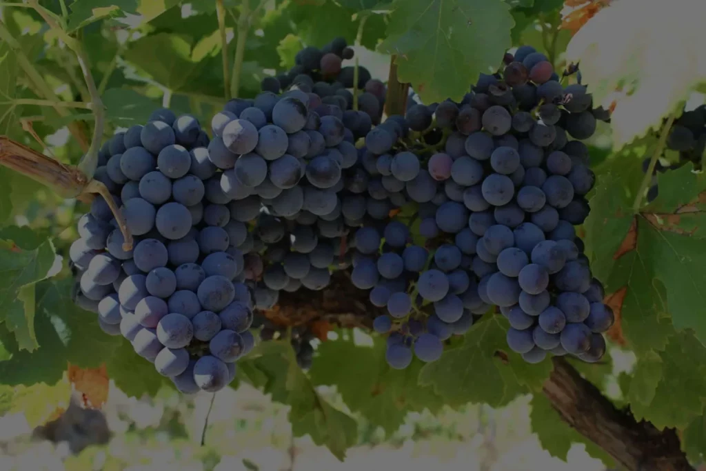 Domaine Vallot - Grappes de raisin noir à maturité sur un cep de Vinsobres