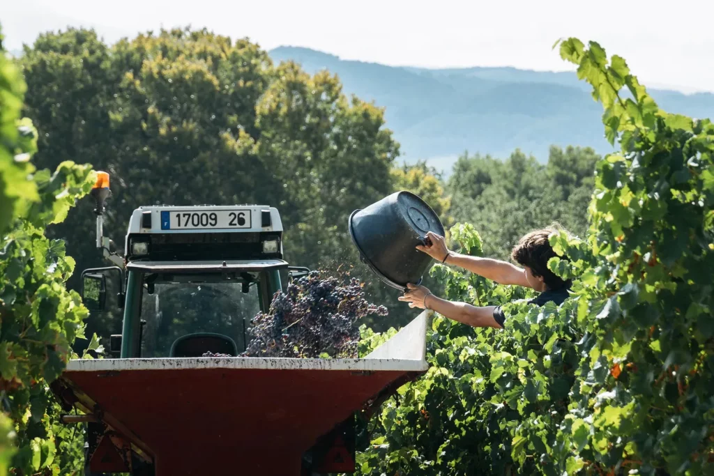Domaine Vallot - Un seau de raisins versé dans la benne du tracteur pendant la vendange