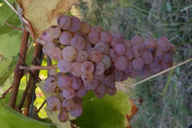 Domaine Véronique Antoine