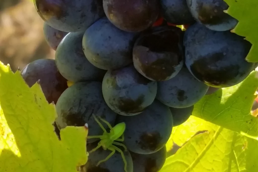 Domaine Véronique Antoine - Grappe de raisin noir à maturité entre les feuilles