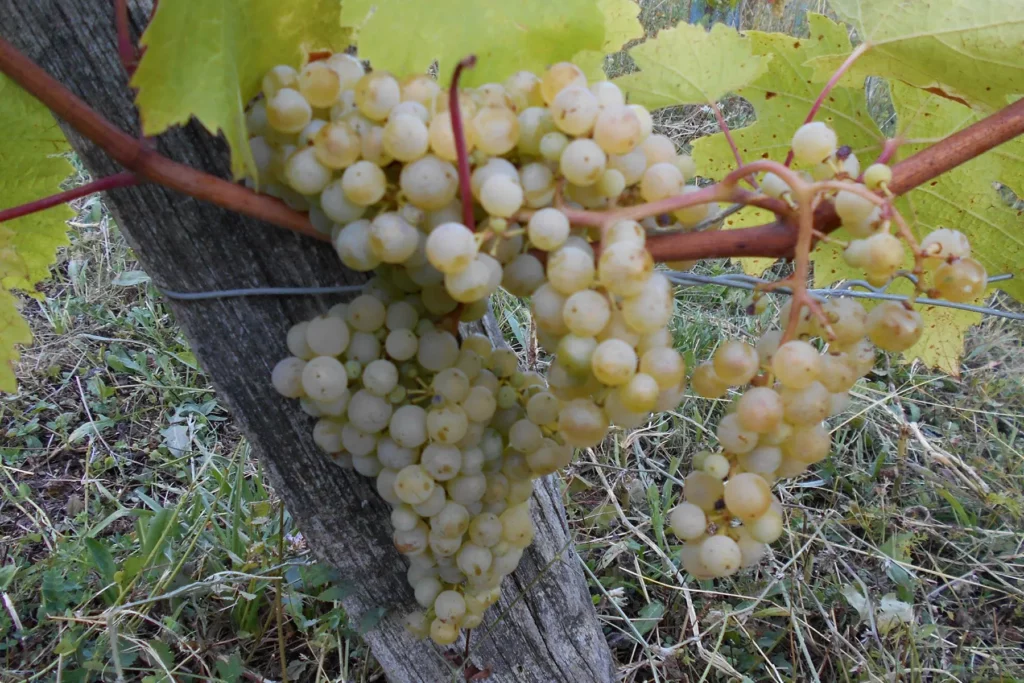 Domaine Véronique Antoine - Grappes de raisin blanc dorées sur le cep