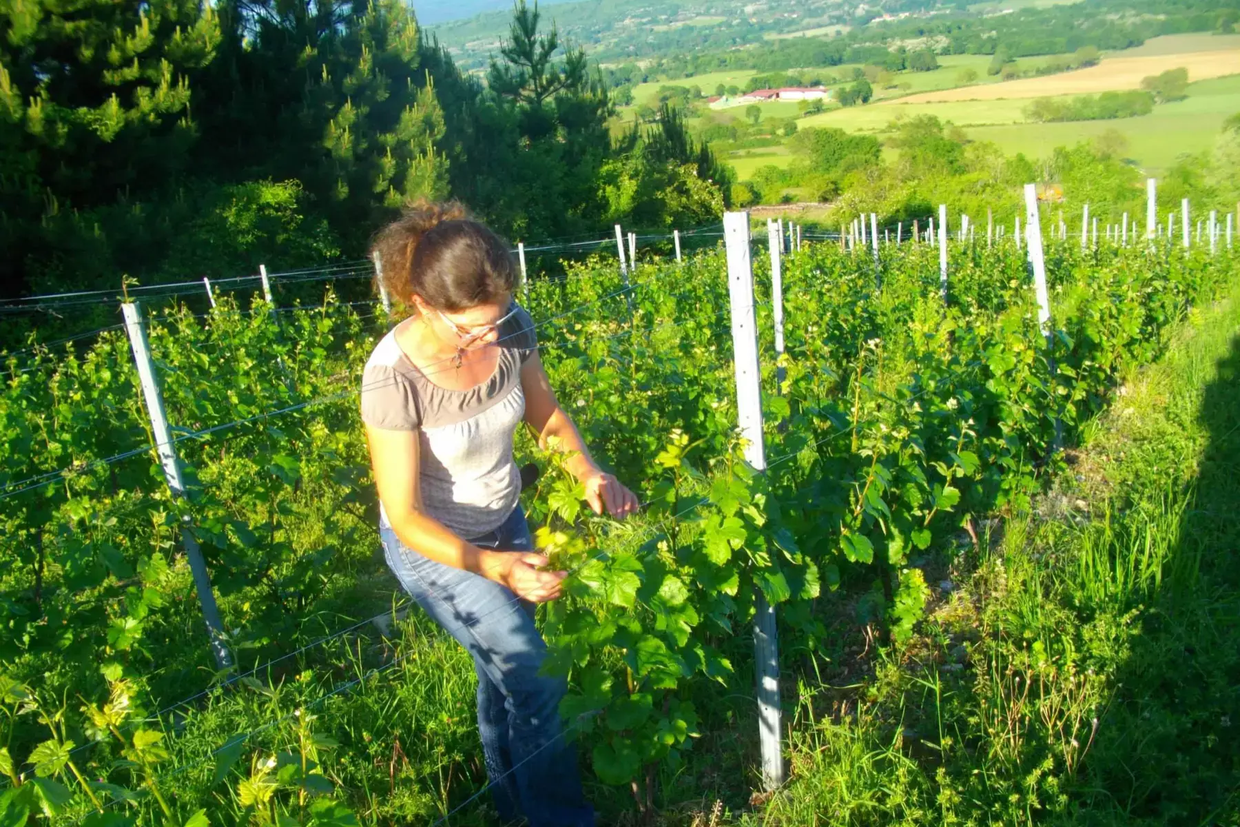 Domaine Véronique Antoine - Véronique Antoine au travail dans ses vignes, la plaine en contrebas