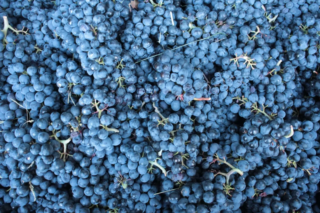 Le Bouc et la Treille - Grappes de gamay fraîchement vendangées