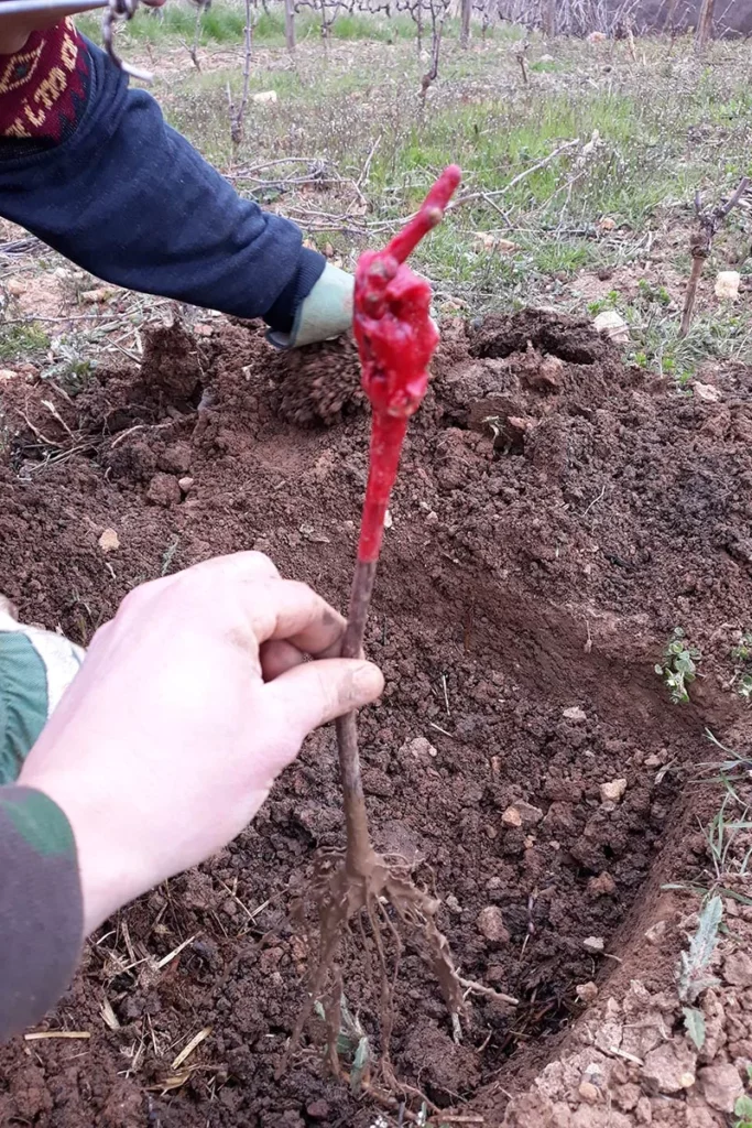Le Bouc et la Treille - Plantation d’un jeune plant de vigne dans une parcelle enherbée