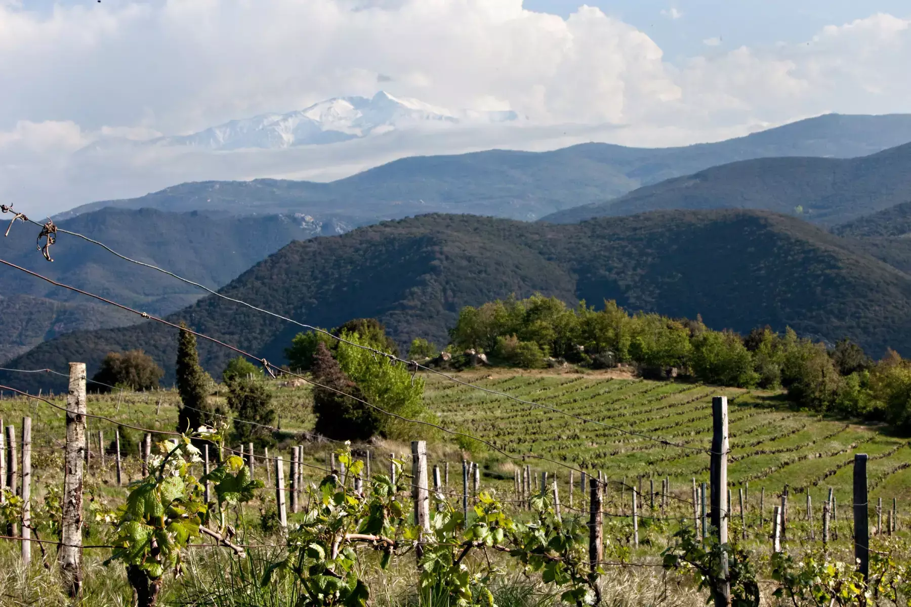 Le Soula - Rangs de vigne en altitude dans les Fenouillèdes, un sommet enneigé à l’horizon