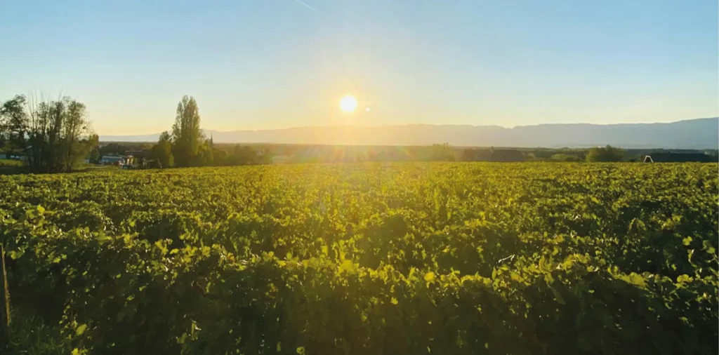Les Vignes de Paradis - Coucher de soleil sur les vignes de Douvaine