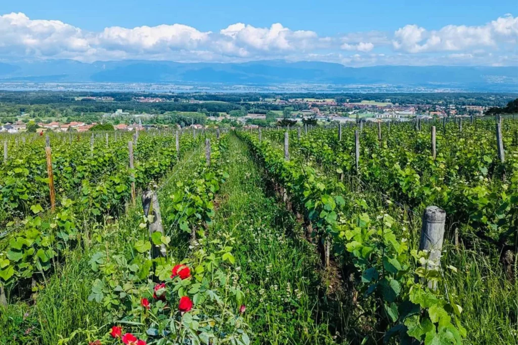Les Vignes de Paradis - Rangs de vigne enherbés et rosier en fleur, vue dégagée sur la plaine et les montagnes