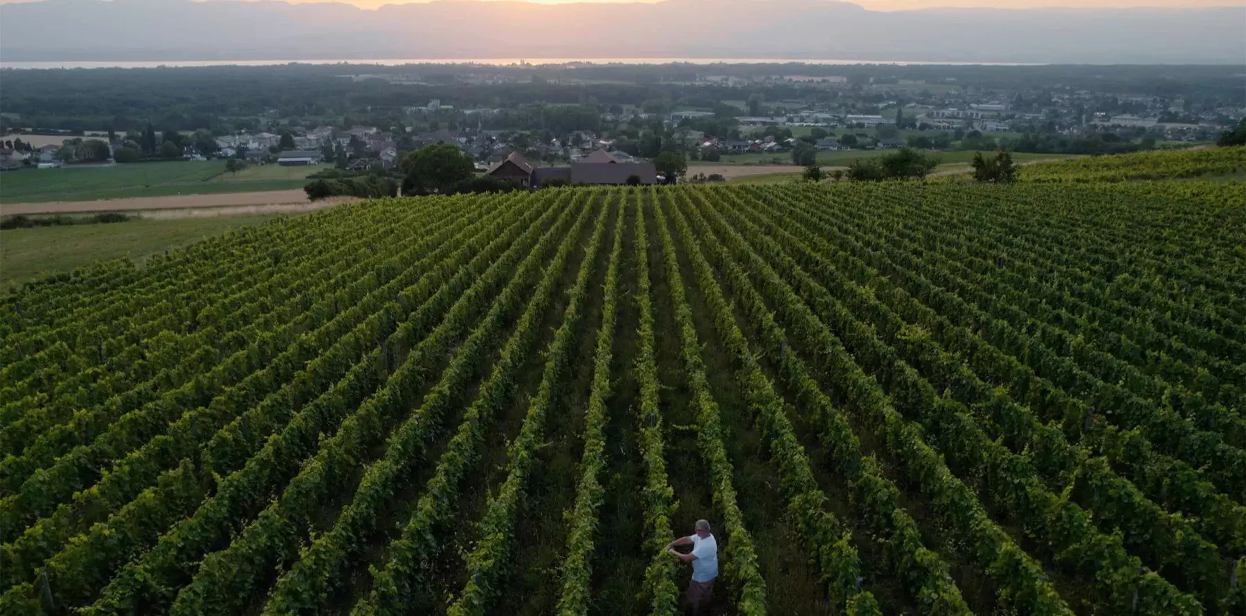 Les Vignes de Paradis - Vue aérienne des rangs de vigne au crépuscule, face au Léman