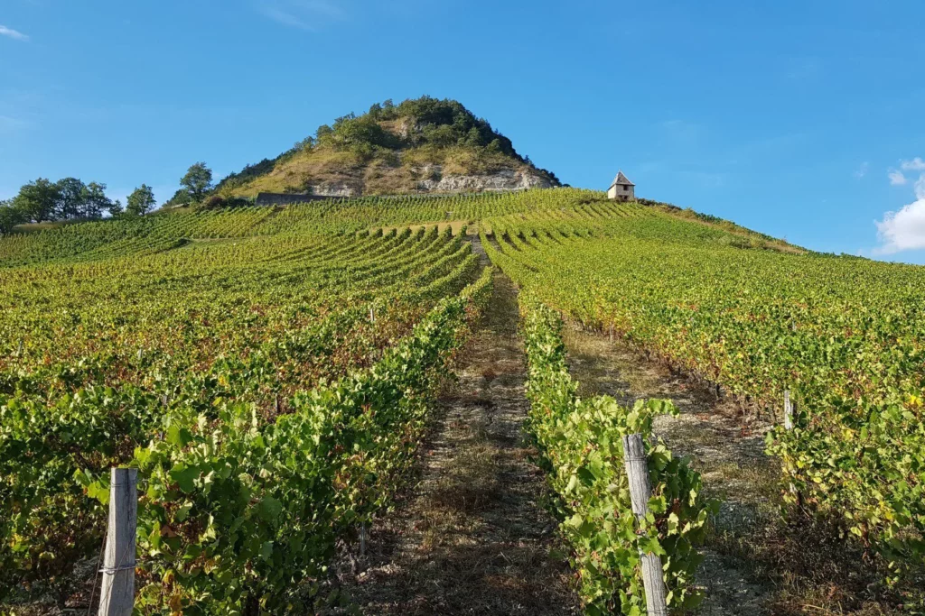 Maison Bonnard - Rangs de vigne montant vers une crête rocheuse sur le coteau de Montagnieu