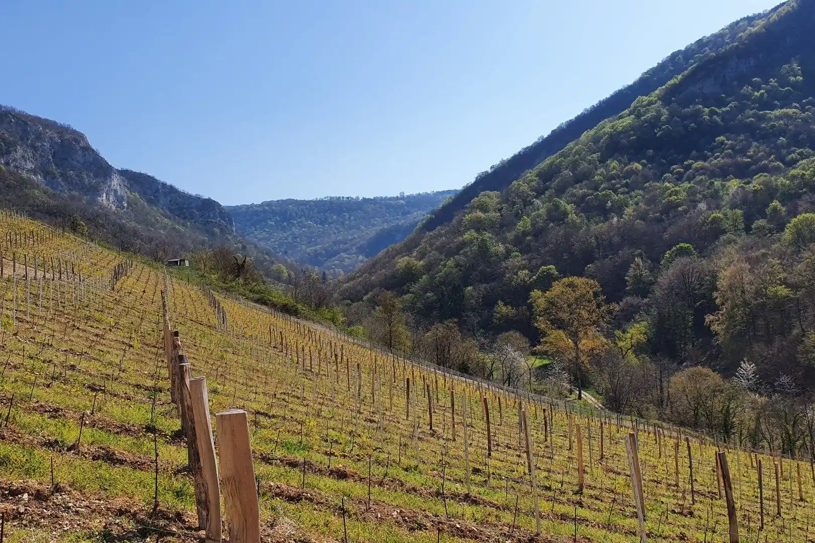 Maison Bonnard - Vignes en pente raide face aux reliefs boisés du Bugey