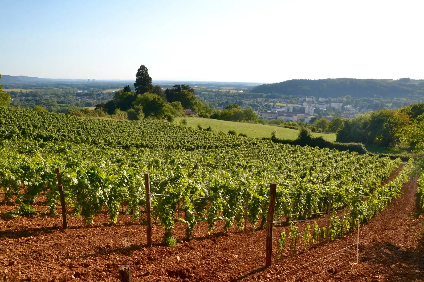 Maison Yves Duport - Rangs de vigne sur sol labouré en plein été dans le Bugey