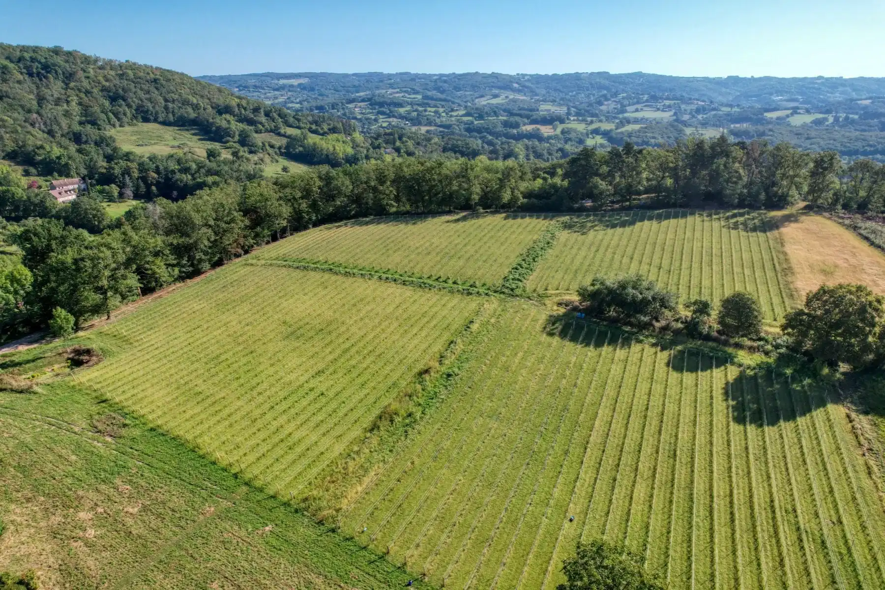 Manoir de Saint-Bazile - Vue aérienne des jeunes vignes plantées sur le coteau, entre bois et prairies