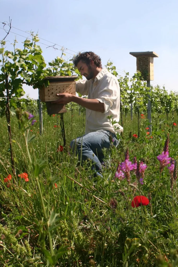 RAW WINE - Un vigneron s’occupe d’un hôtel à insectes dans une vigne enherbée, parmi les coquelicots et les fleurs sauvages