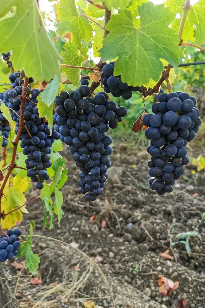 Sagesse des Sols - Grappes mûres de pineau d’Aunis avant les vendanges