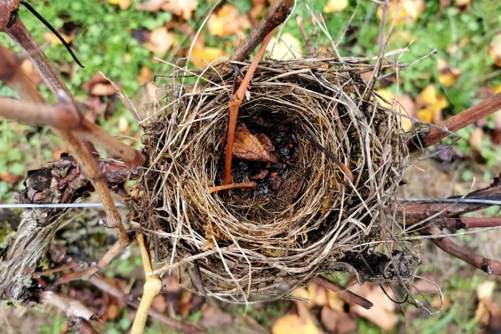 Sagesse des Sols - Nid d’oiseau posé dans une vigne de la parcelle des Ruaults