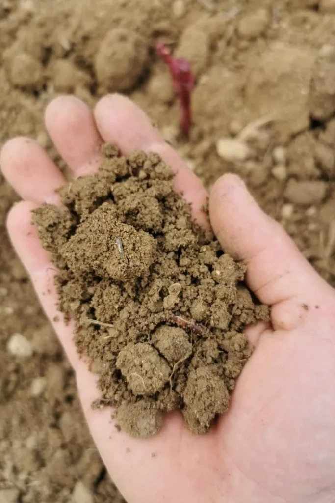 Sagesse des Sols - Une poignée de terre du vignoble dans le creux de la main