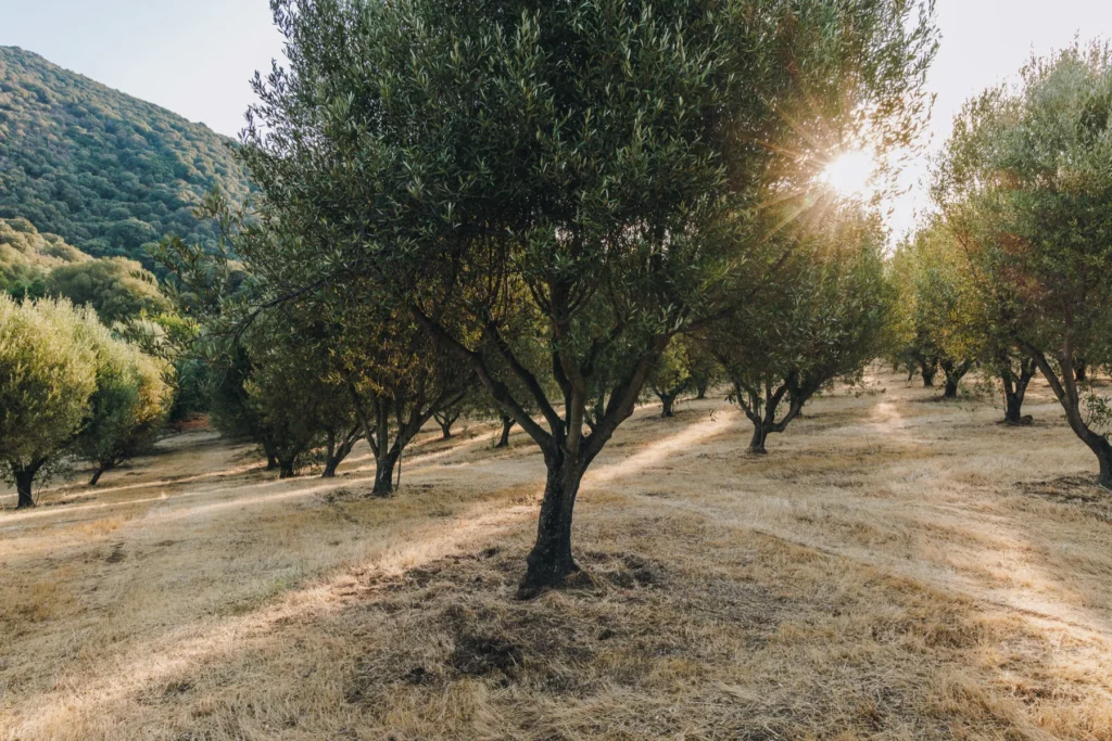 Sant'Armettu - Oliviers du domaine au soleil rasant