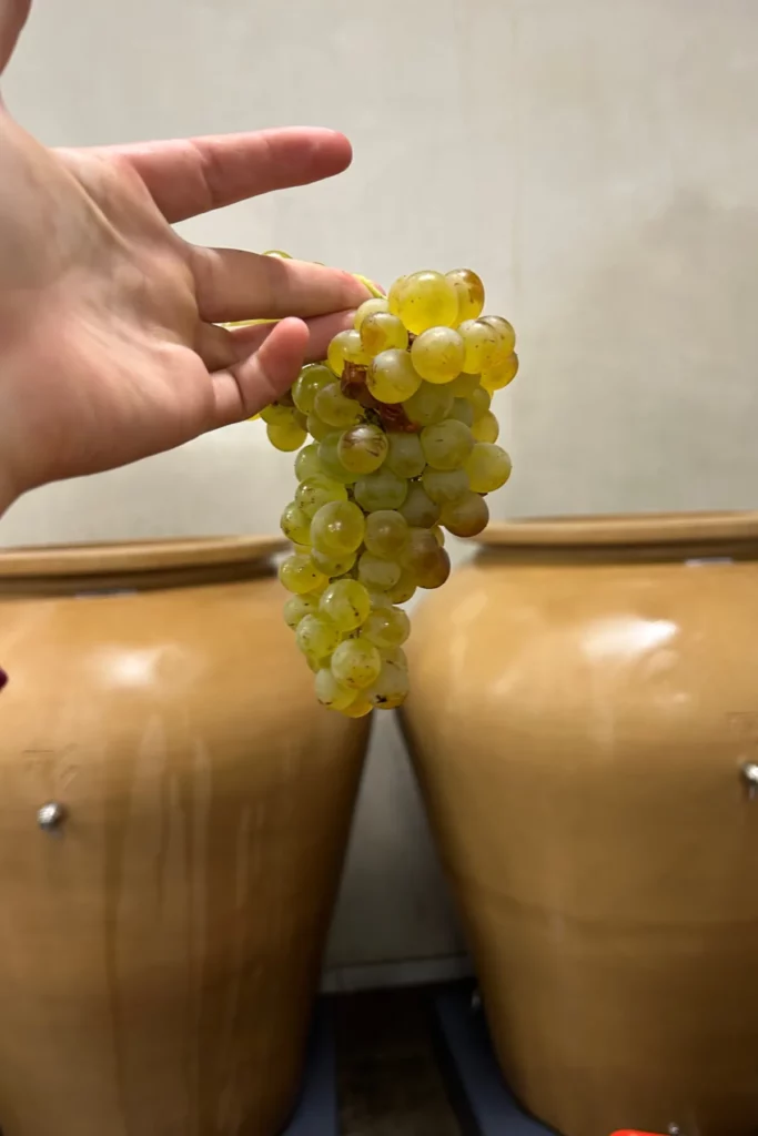 Sant'Armettu - Grappe de raisin blanc tenue devant deux amphores