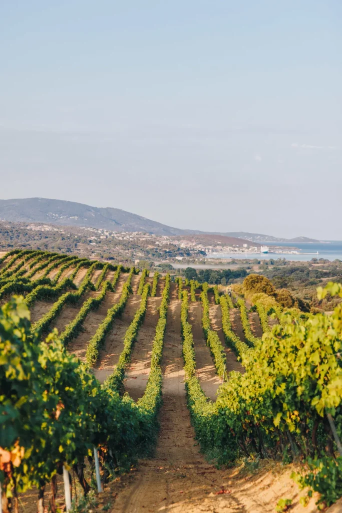 Sant'Armettu - Rangs de vigne en terrasses, avec la mer au fond
